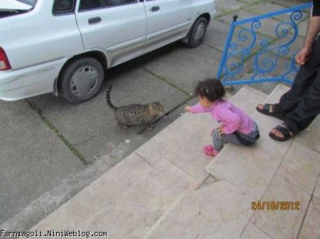 صبحانه دادن به گربه