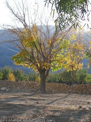 یک بعد از ظهر خوب ازجنس پائیز