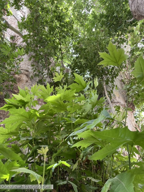 شعر خانم عرب