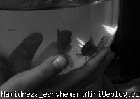 زندگی در دستانم