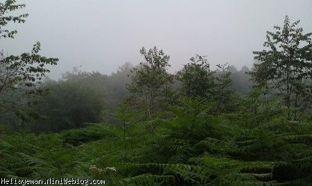 جنگل در مه
