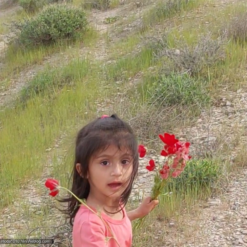 این گل های خوشگل رو هدی جون به همه دوستاش تقدیم میکنه