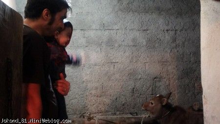 سام و گوساله&zwnj;ها 