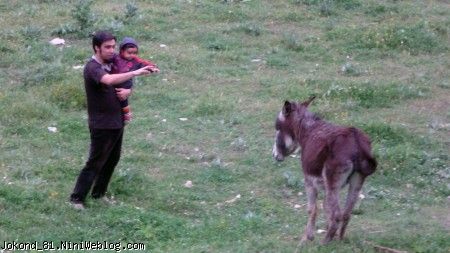 سام و بابایی به دیدن آقای خر می&zwnj;روند