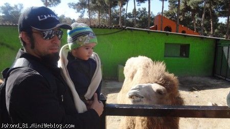 سام و بابایی و شتر