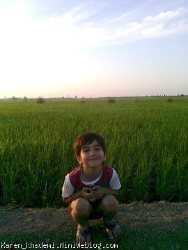 کارن در شالیزارهای شمال