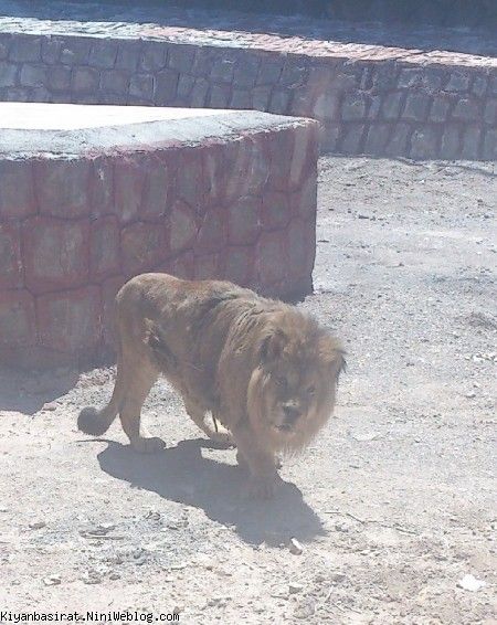 باغ وحش قزوین