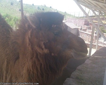 دهکده حیاط وحش قزوین