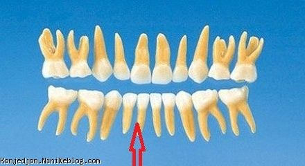 دومین مرواریدت هم جوونه زد گلم...