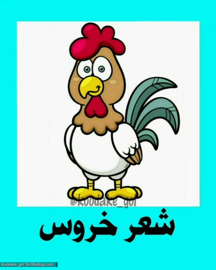 شعر خروس
