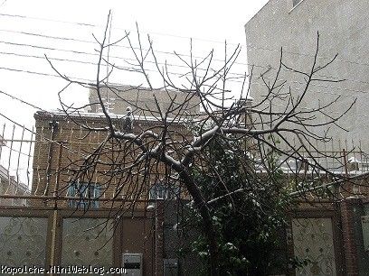 درخت خونمون وقتی برف میومد...