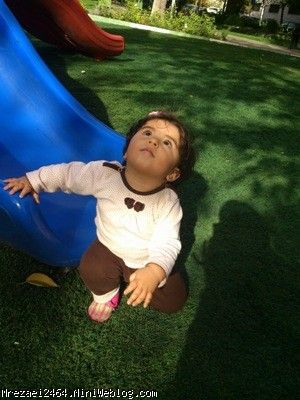 درخت کو مامانی؟؟؟
