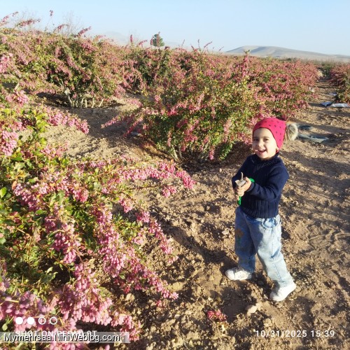 زرشک چینی امسال