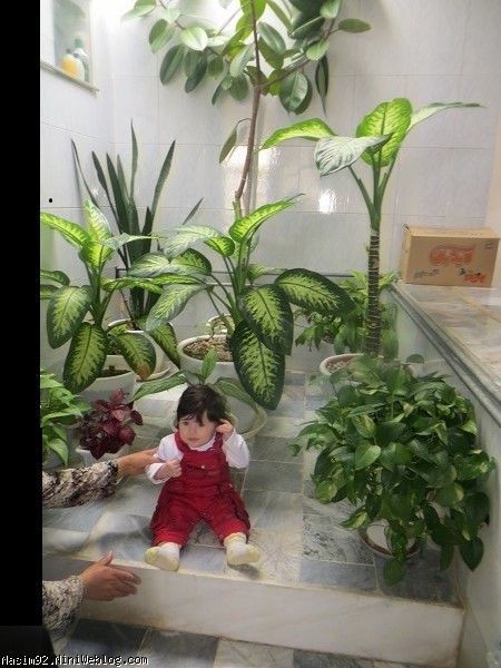 نسیم در گلها 