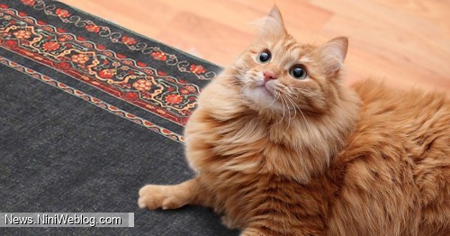 فرش مخصوص گربه چه ویژگی هایی دارد؟
