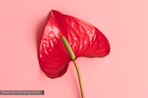 لابیا پلاستی با لیزر بهتره یا جراحی؟