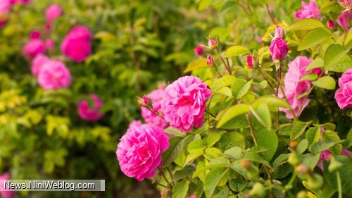 نحوه مصرف عطر طبیعی گل محمدی برای درمان سینوزیت