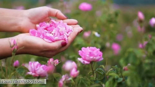 تنظیم ضربان قلب و کاهش فشار خون