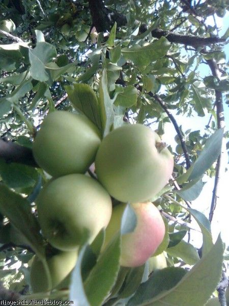 درخت سیب
