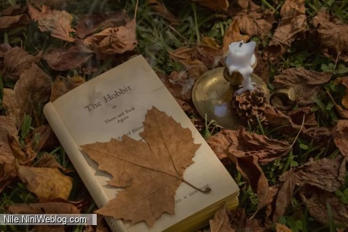 پاییزه 1404-پایه یازدهم🤎📚