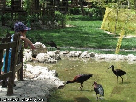 باغ پرندگان