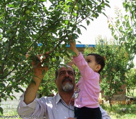خودم می خوام آلوچه بکنم. 