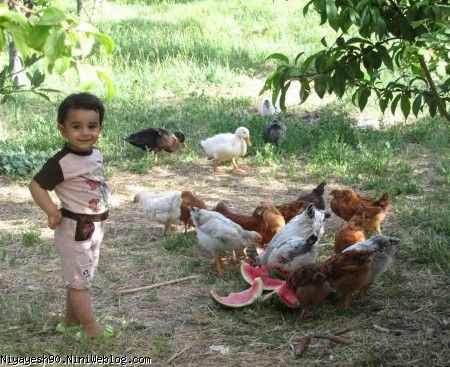 کنار مرغ ها و اردک ها ( ذوق کردم)