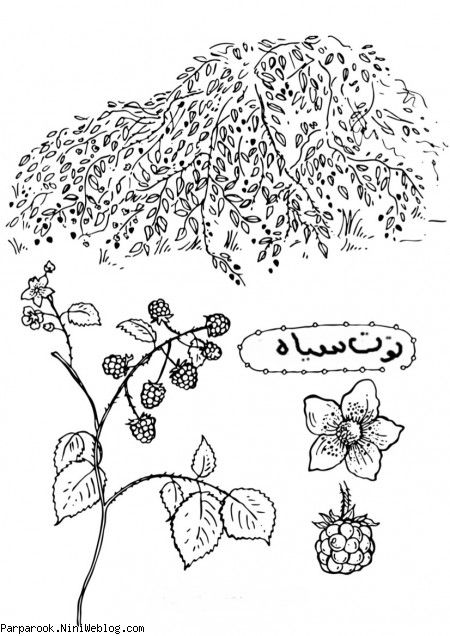 توت سیاه