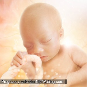 وضعیت جنین در هفته 23 بارداری