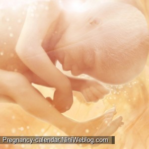 وضعیت جنین در هفته 22 بارداری