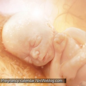 وضعیت جنین در هفته 21 بارداری
