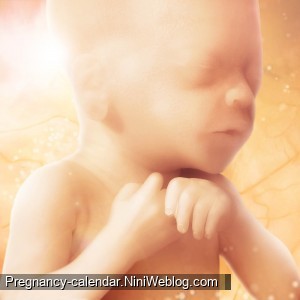 وضعیت جنین در هفته 20 بارداری