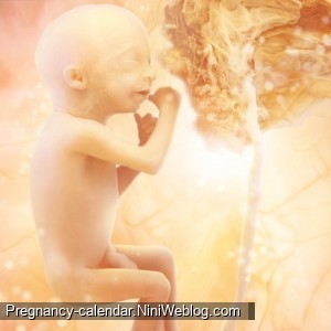 وضعیت جنین در هفته 17 بارداری