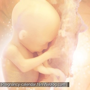 وضعیت جنین در هفته 14 بارداری