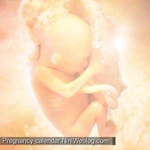 وضعیت جنین در هفته 11 بارداری