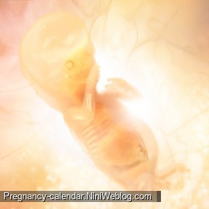 وضعیت جنین در هفته 9 بارداری