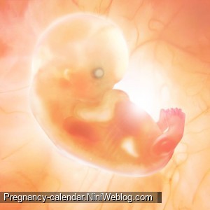 وضعیت جنین در هفته 8 بارداری