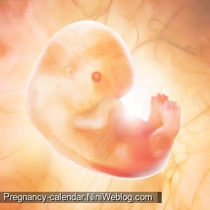 وضعیت جنین در هفته 7 بارداری