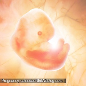 وضعیت جنین در هفته 6 بارداری