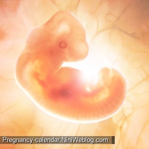 وضعیت جنین در هفته 5 بارداری