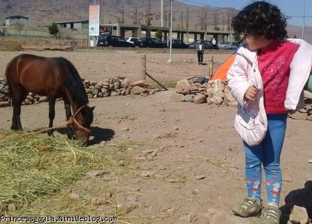 آیلایی و اسب کمپ