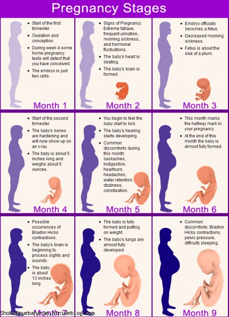 شکوفه بهاری ام | Pregnancy Stages