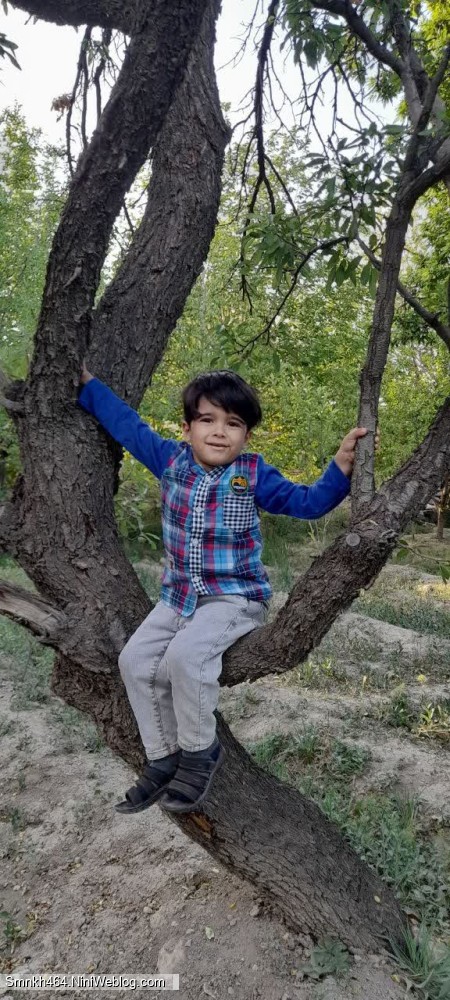 گربه ای روی درخت