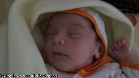 پیشی مامان