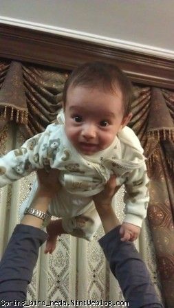لاک پشتی 