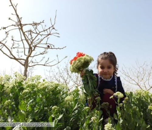 سه سالگی گیلاس...