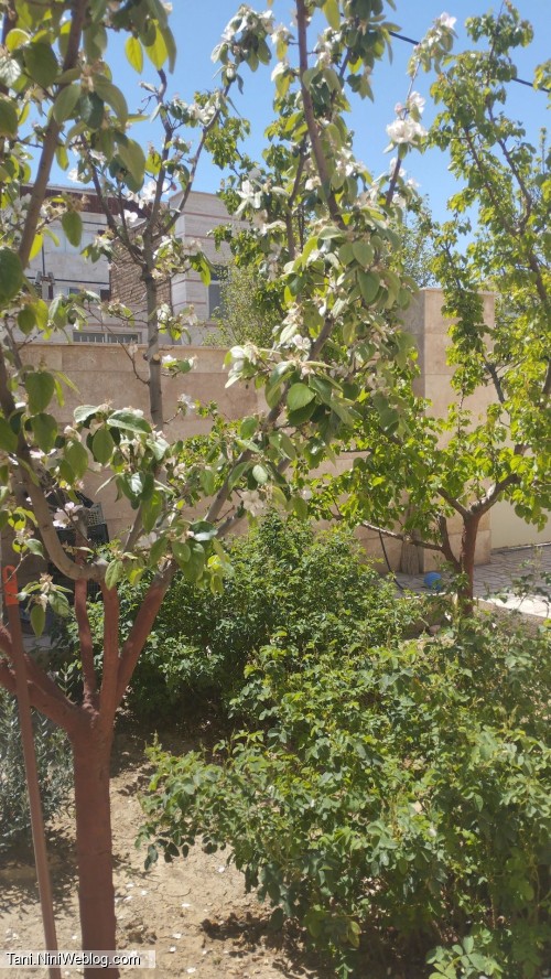 حیاط مامانبزرگ+حرفای من