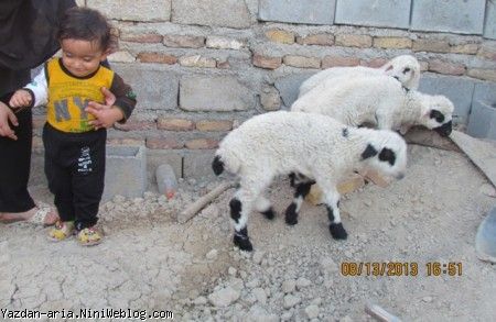یزدان و ببعی ها