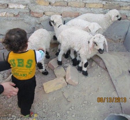 یزدان و ببعی ها