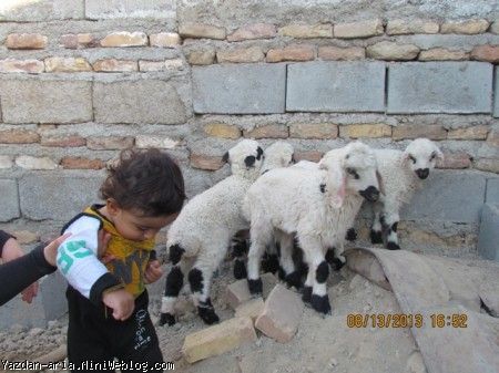 یزدان و ببعی ها
